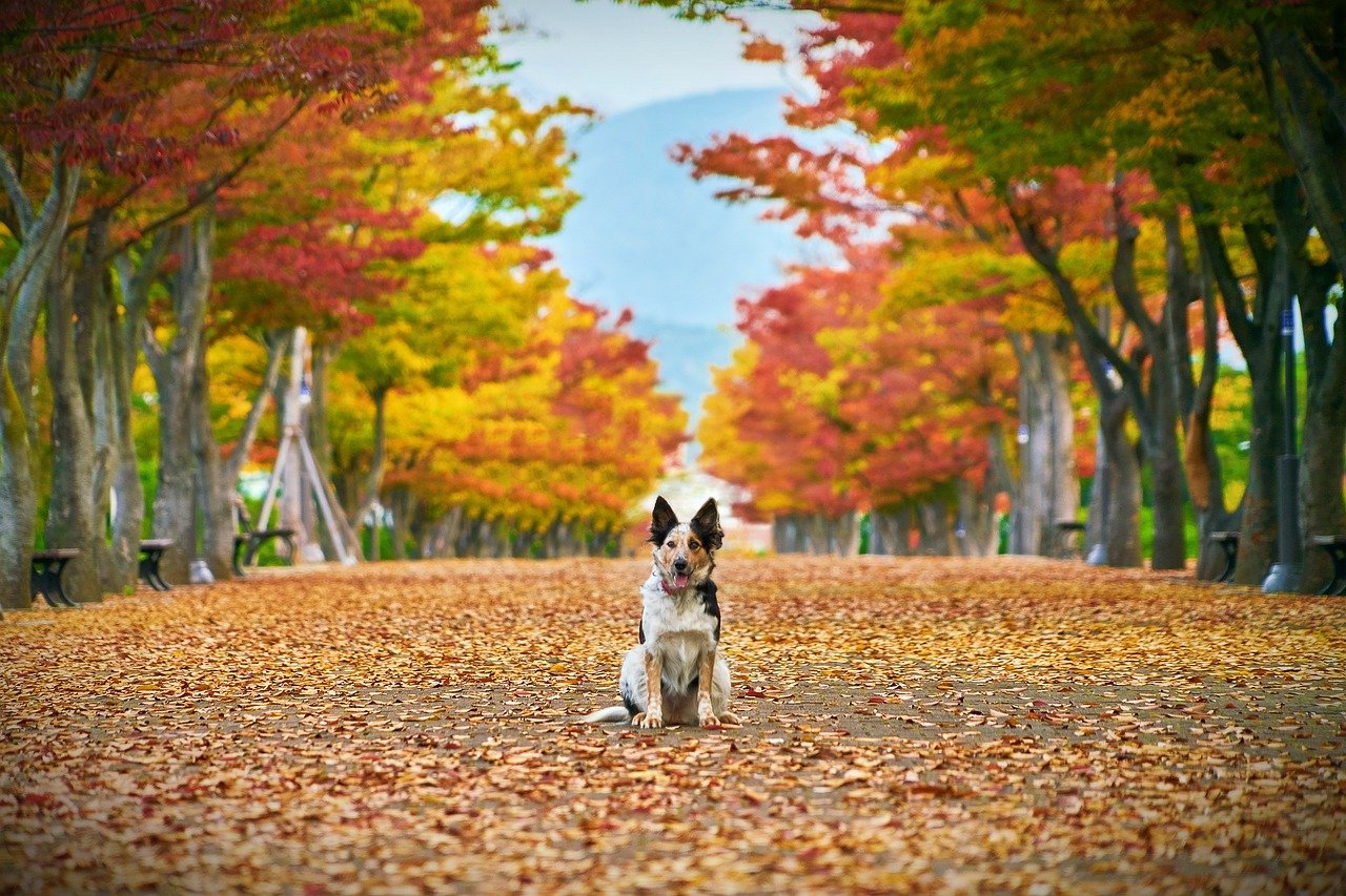 autumn, dog, nature-4470022.jpg